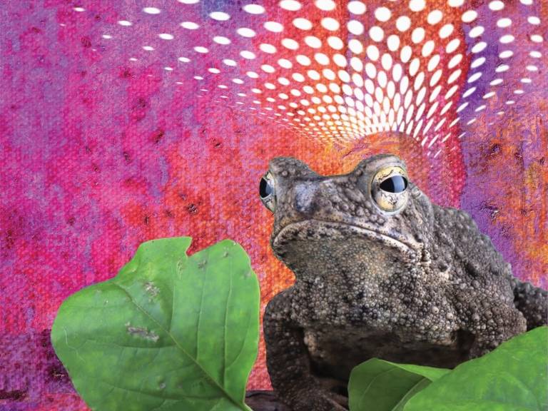 electroacoustic spring frog graphic