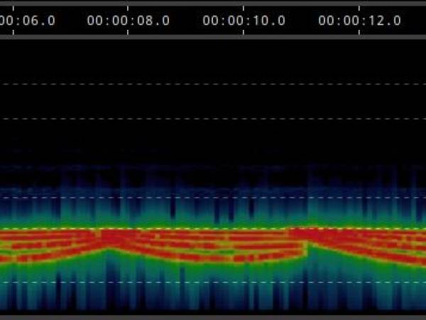 Sonogramm 1