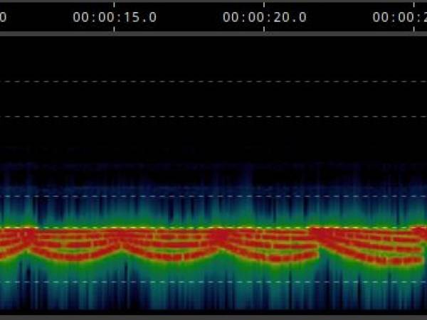 Sonogramm 2